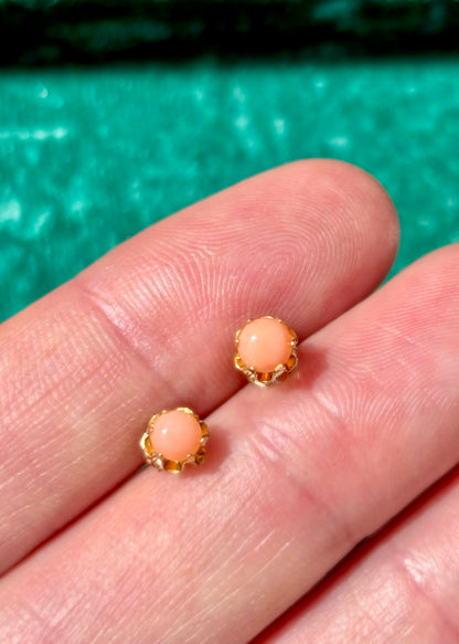 Coral Blooms